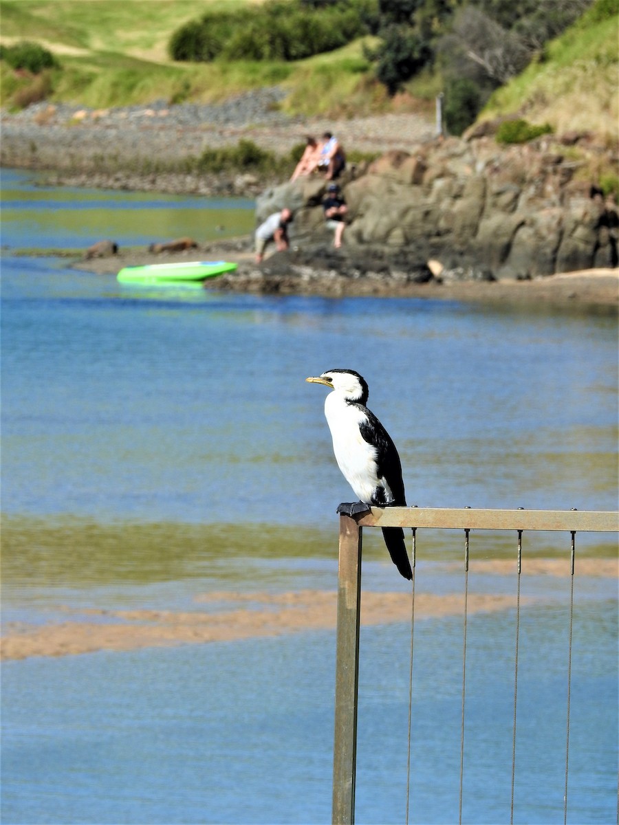 Little Pied Cormorant - ML329256391