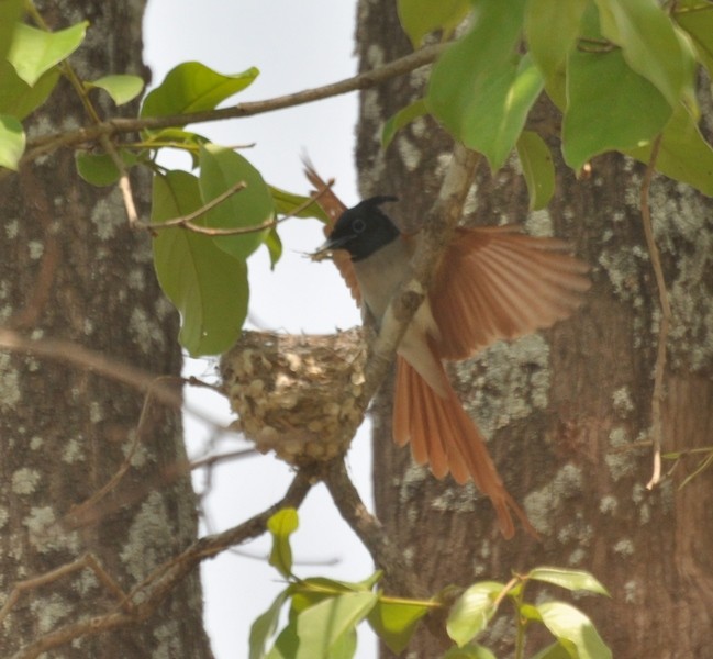 Indian Paradise-Flycatcher - ML329256471