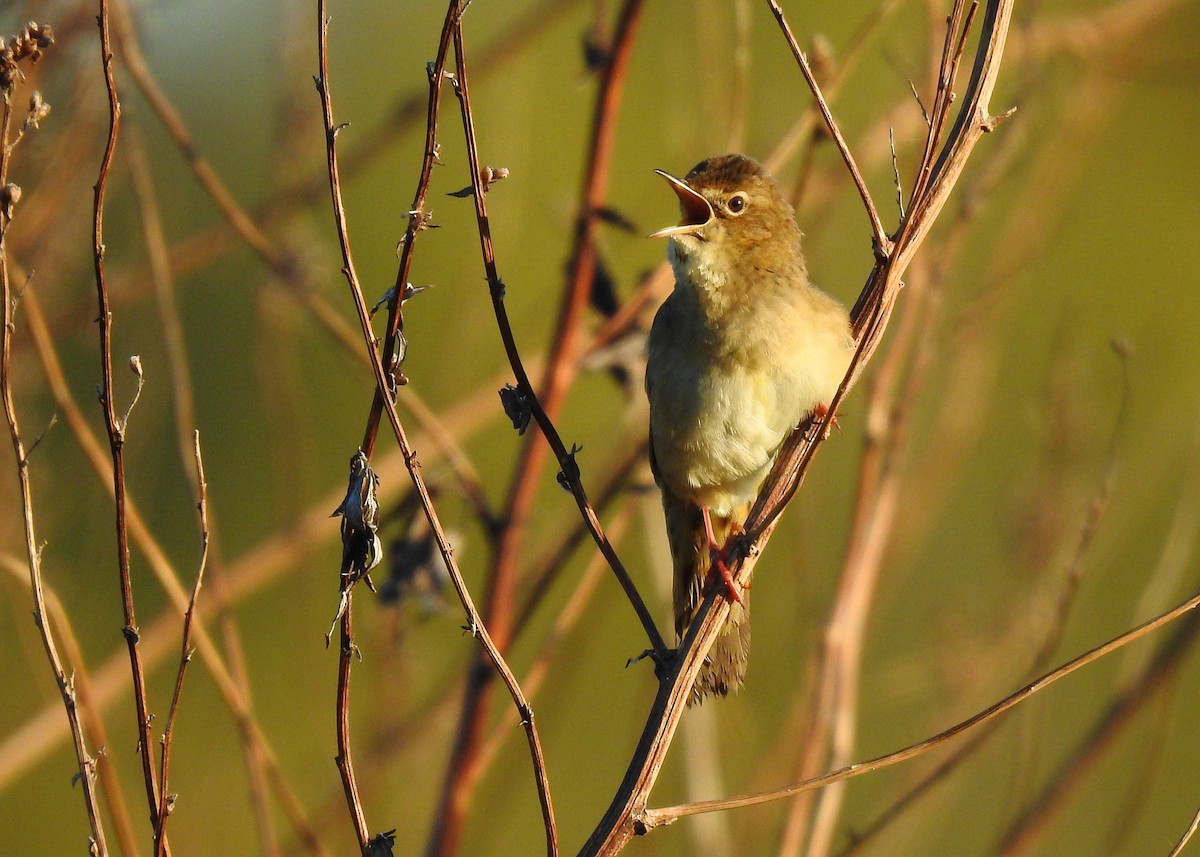 Common Grasshopper Warbler - ML329257981