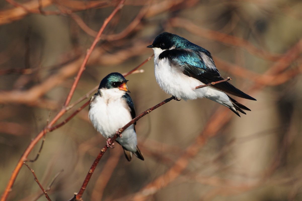 Tree Swallow - ML329258501