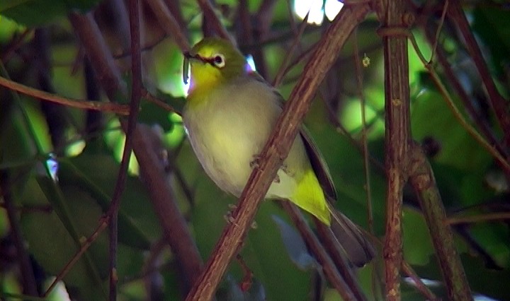 Heuglin's White-eye (Ethiopian) - ML329258531