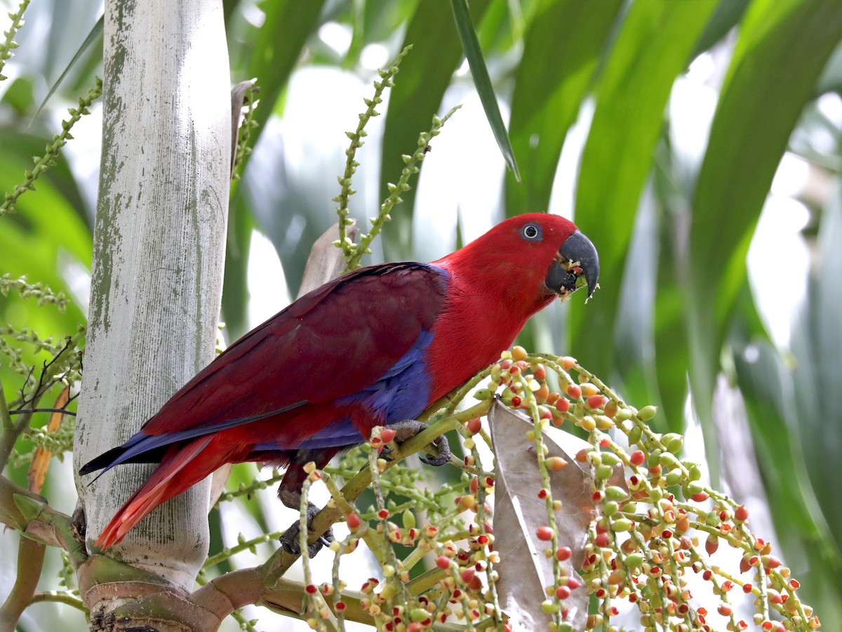 Papuan Eclectus - ML329258941