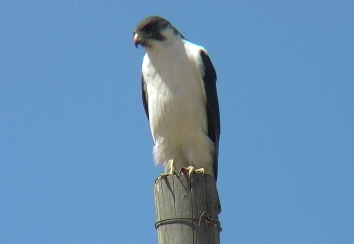 Augur Buzzard (Augur) - ML329259551