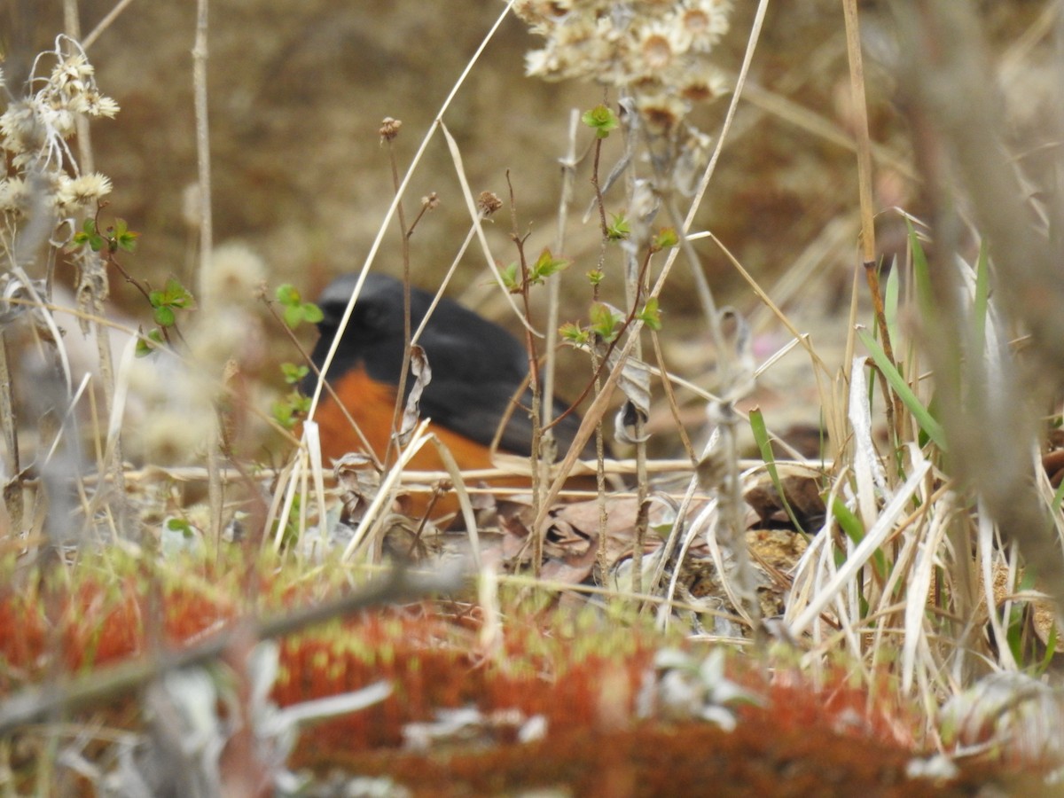 Black Redstart - ML329260621