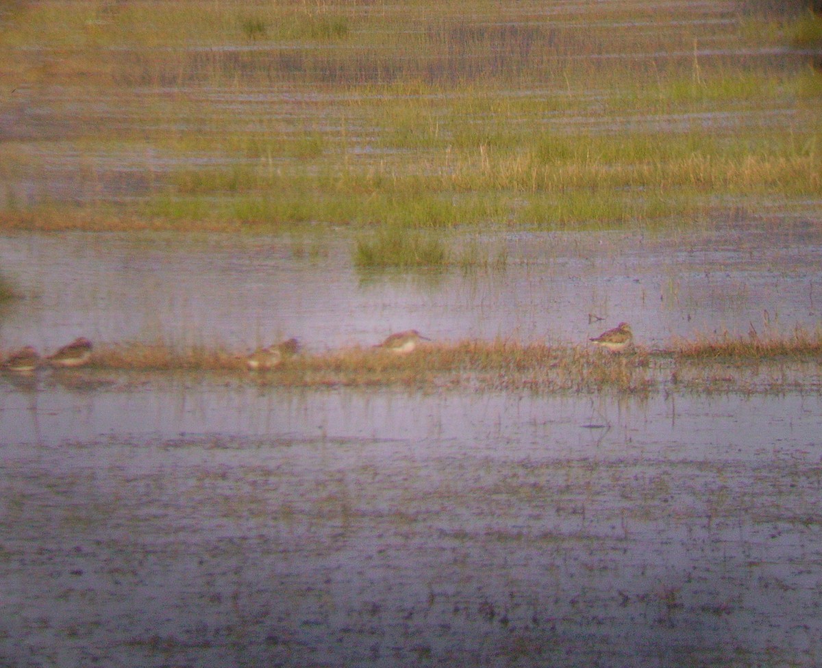 Dunlin - ML329261401