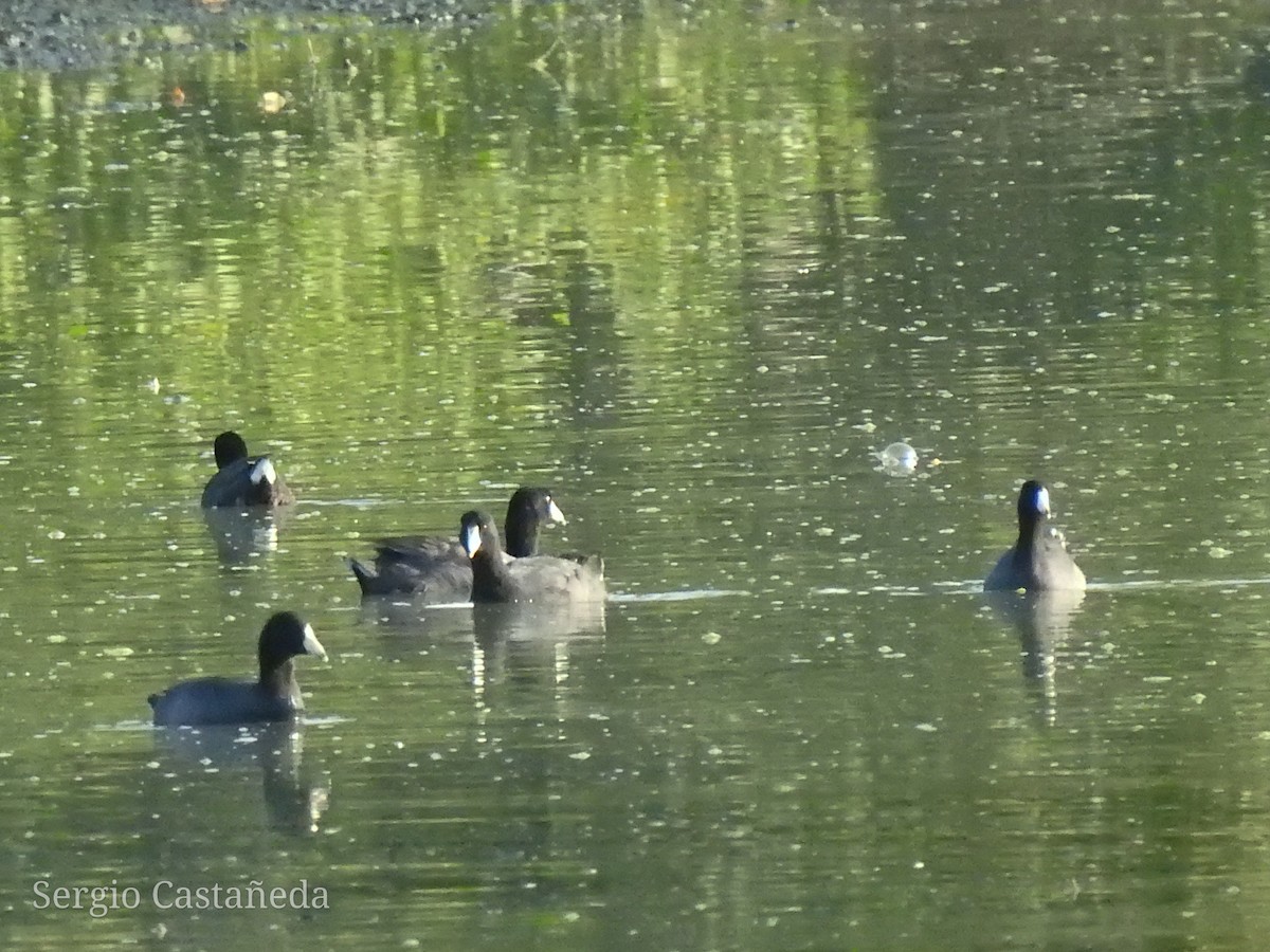 American Coot - ML329266841