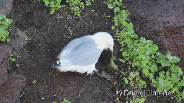 Mouette tridactyle - ML329267141