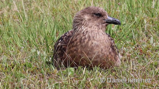 Great Skua - ML329268311