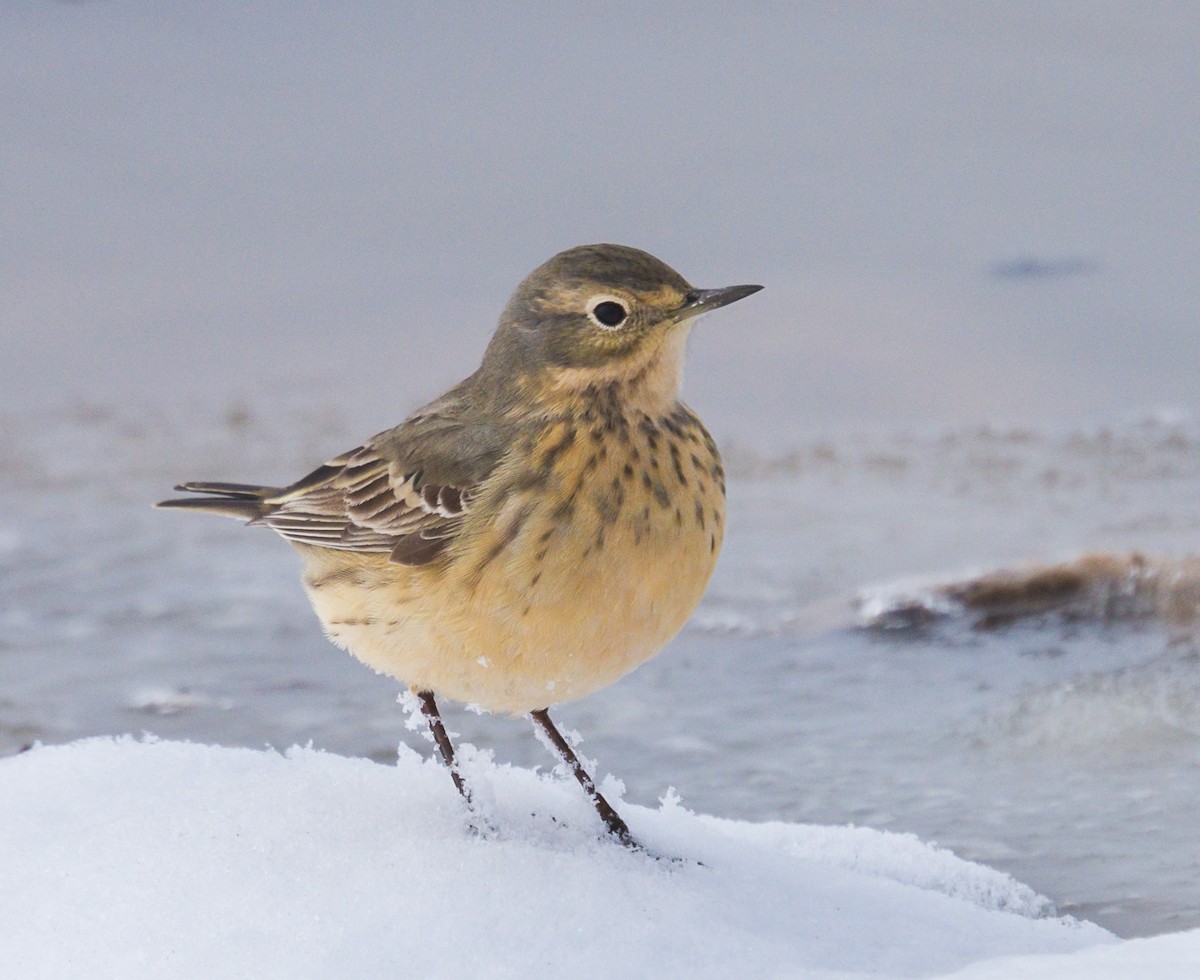 American Pipit - ML329268341