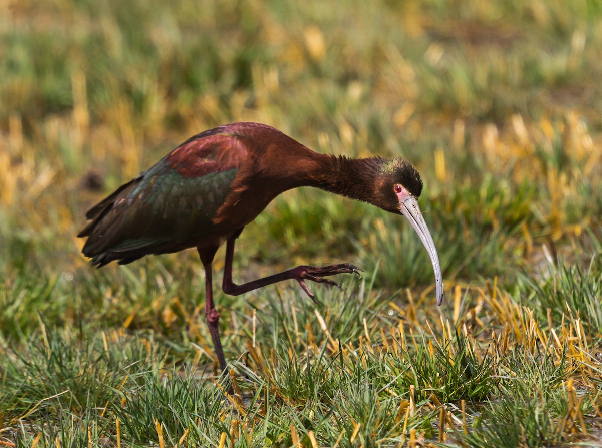 White-faced Ibis - ML329268561