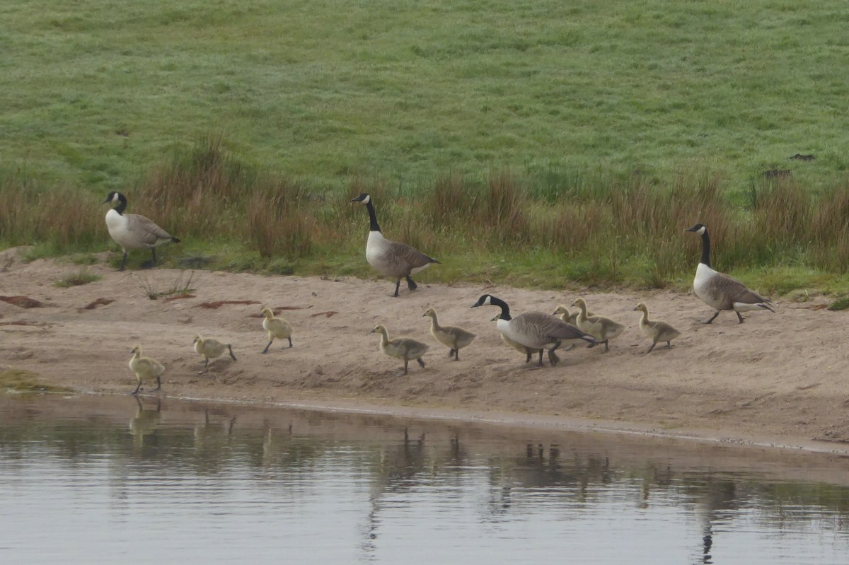 Canada Goose - Christine D