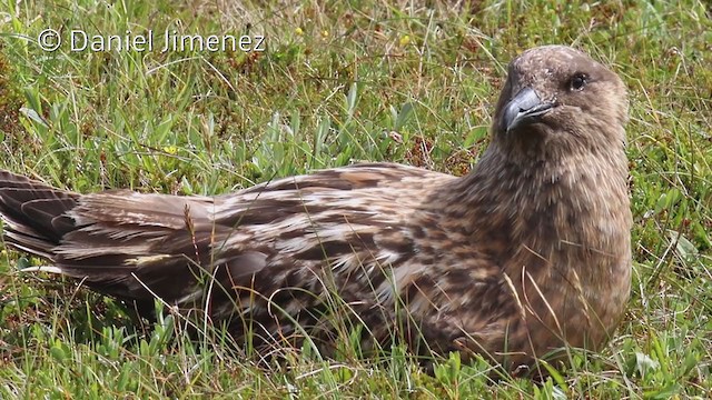 Great Skua - ML329269501