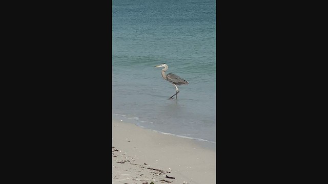 Great Blue Heron - ML329270111