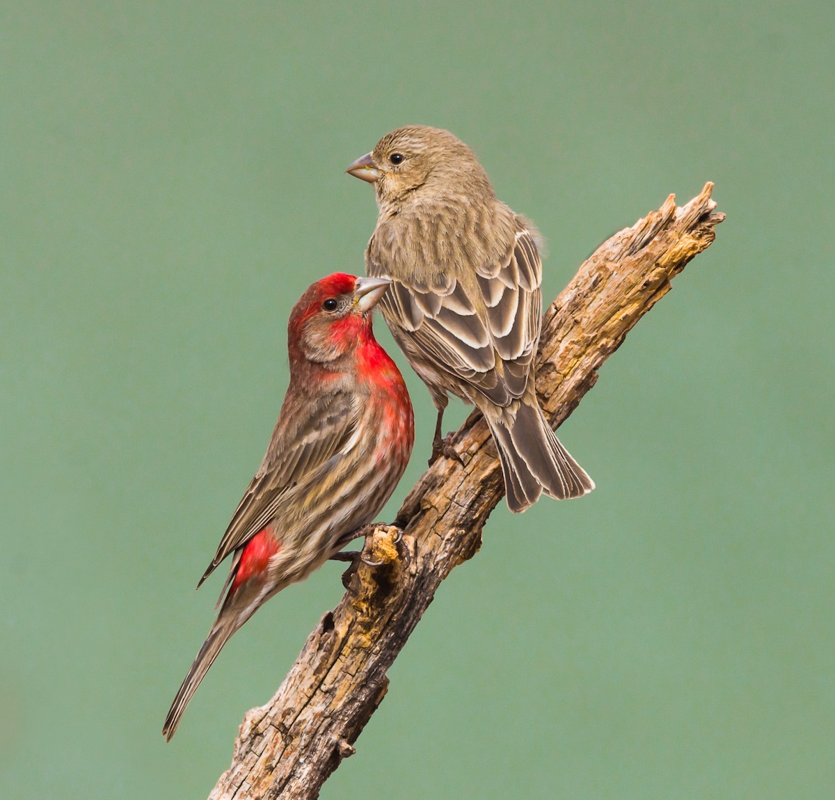House Finch - ML329270211
