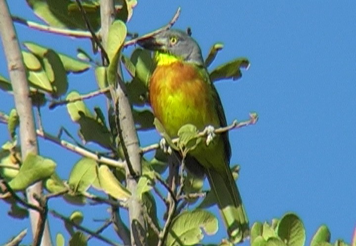 Gray-headed Bushshrike - ML329271201