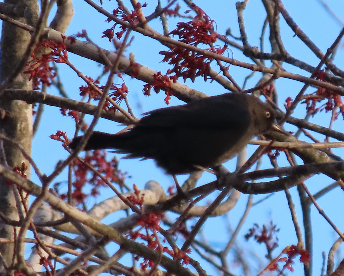 Rusty Blackbird - ML329271791