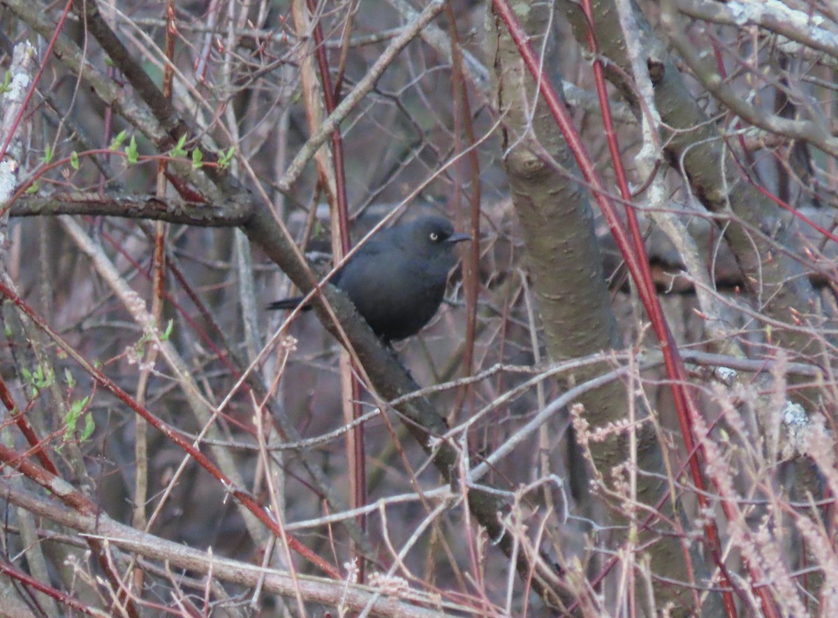 Rusty Blackbird - Jim Dillon