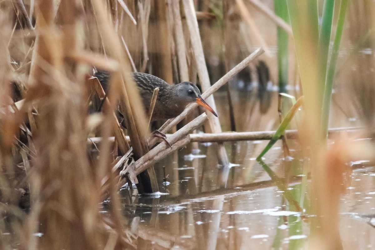 Virginia Rail - ML329272161