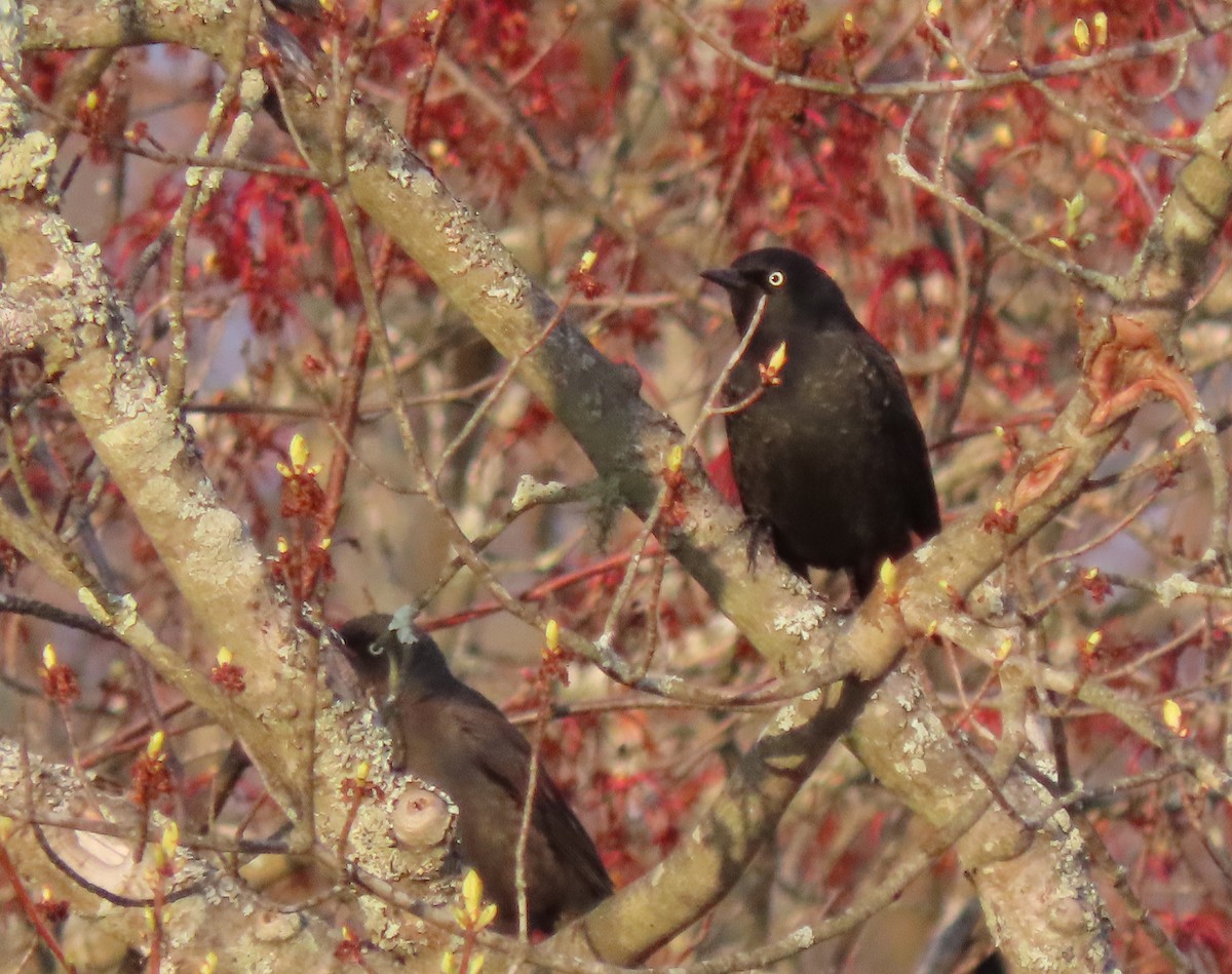 Rusty Blackbird - Jim Dillon