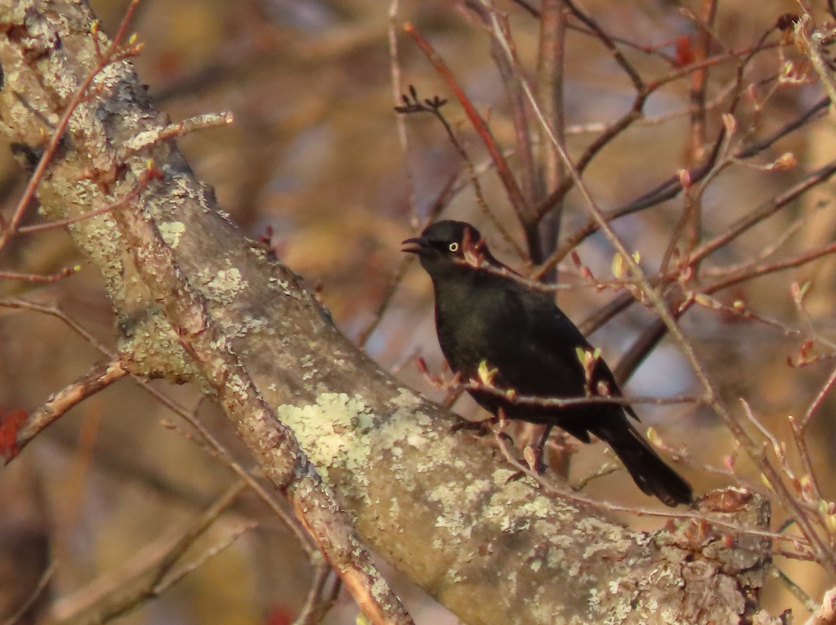 Rusty Blackbird - ML329272421