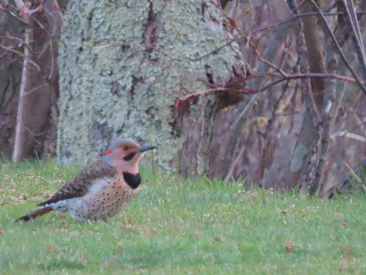 Northern Flicker - ML329272851