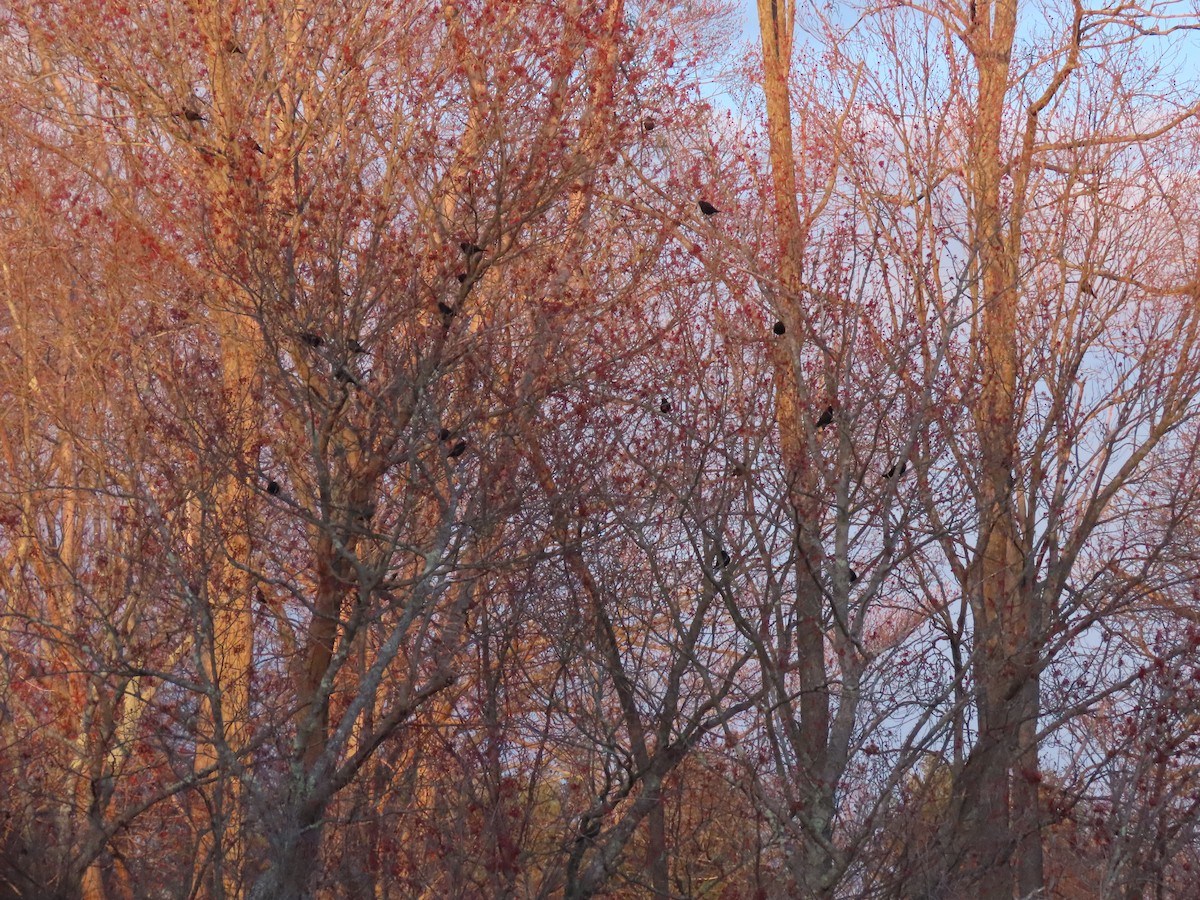 Rusty Blackbird - ML329272941