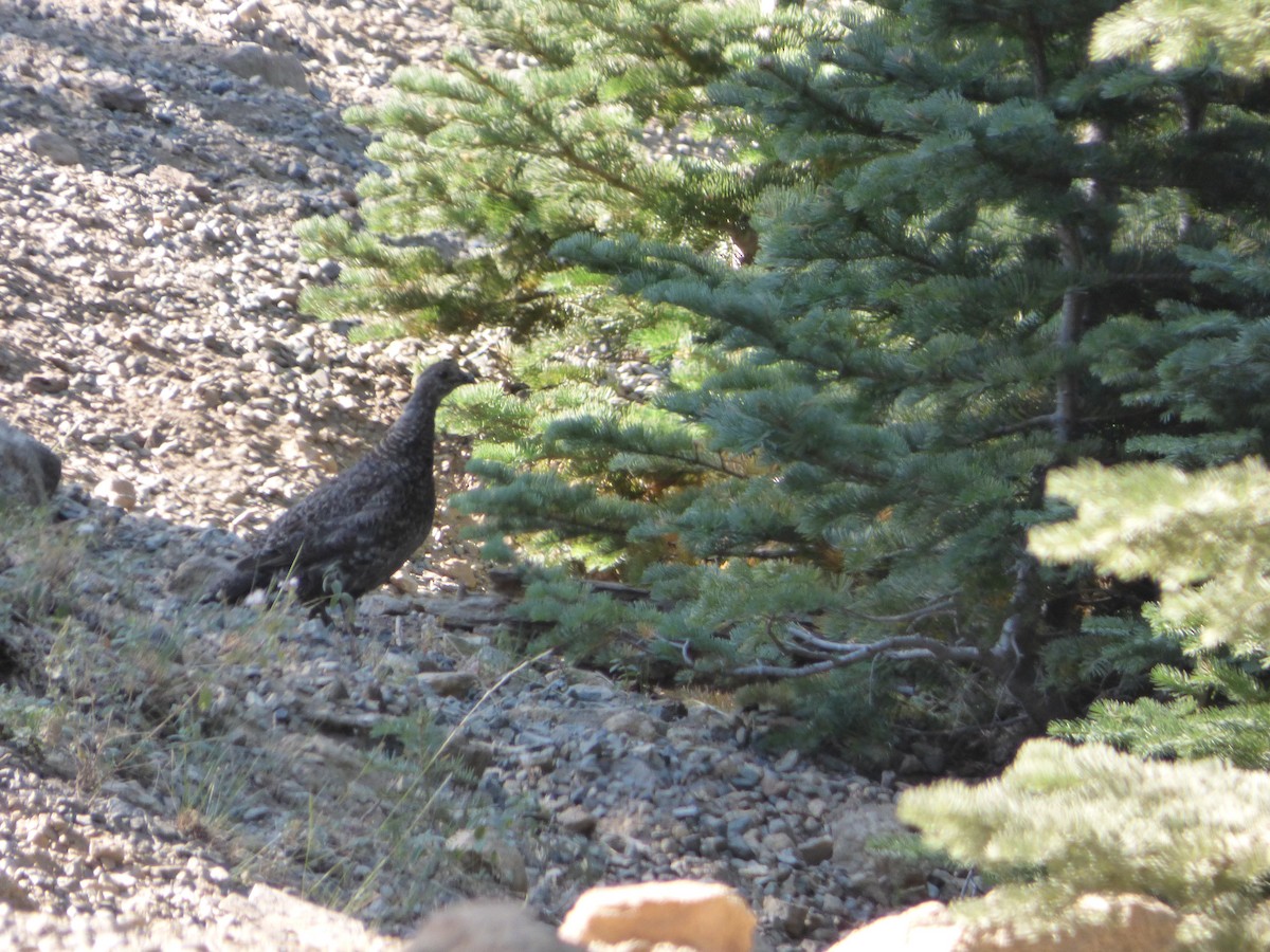 Sooty Grouse - ML32927321