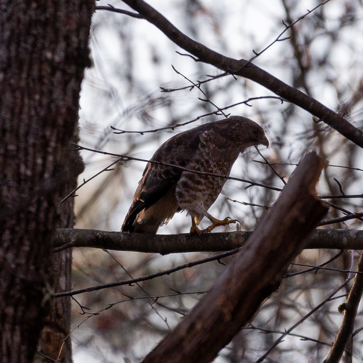 Broad-winged Hawk - ML329273651