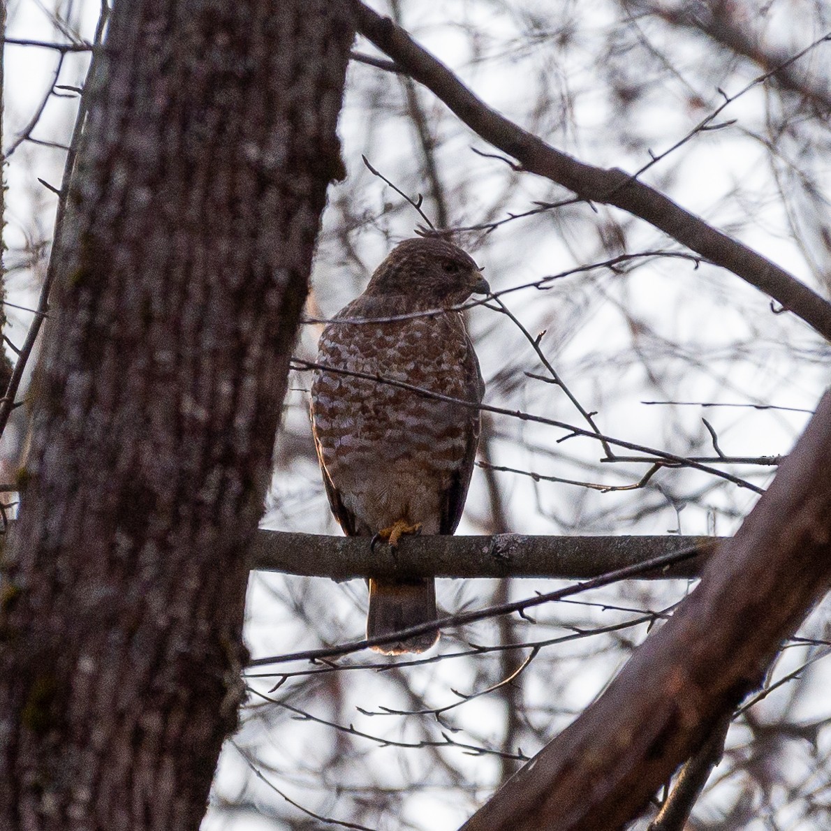 Broad-winged Hawk - ML329273661