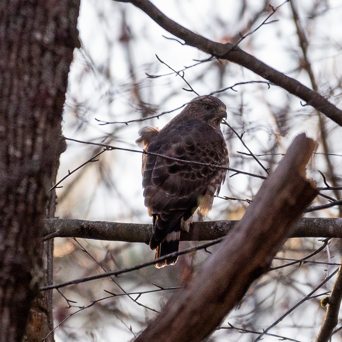 Broad-winged Hawk - ML329273791