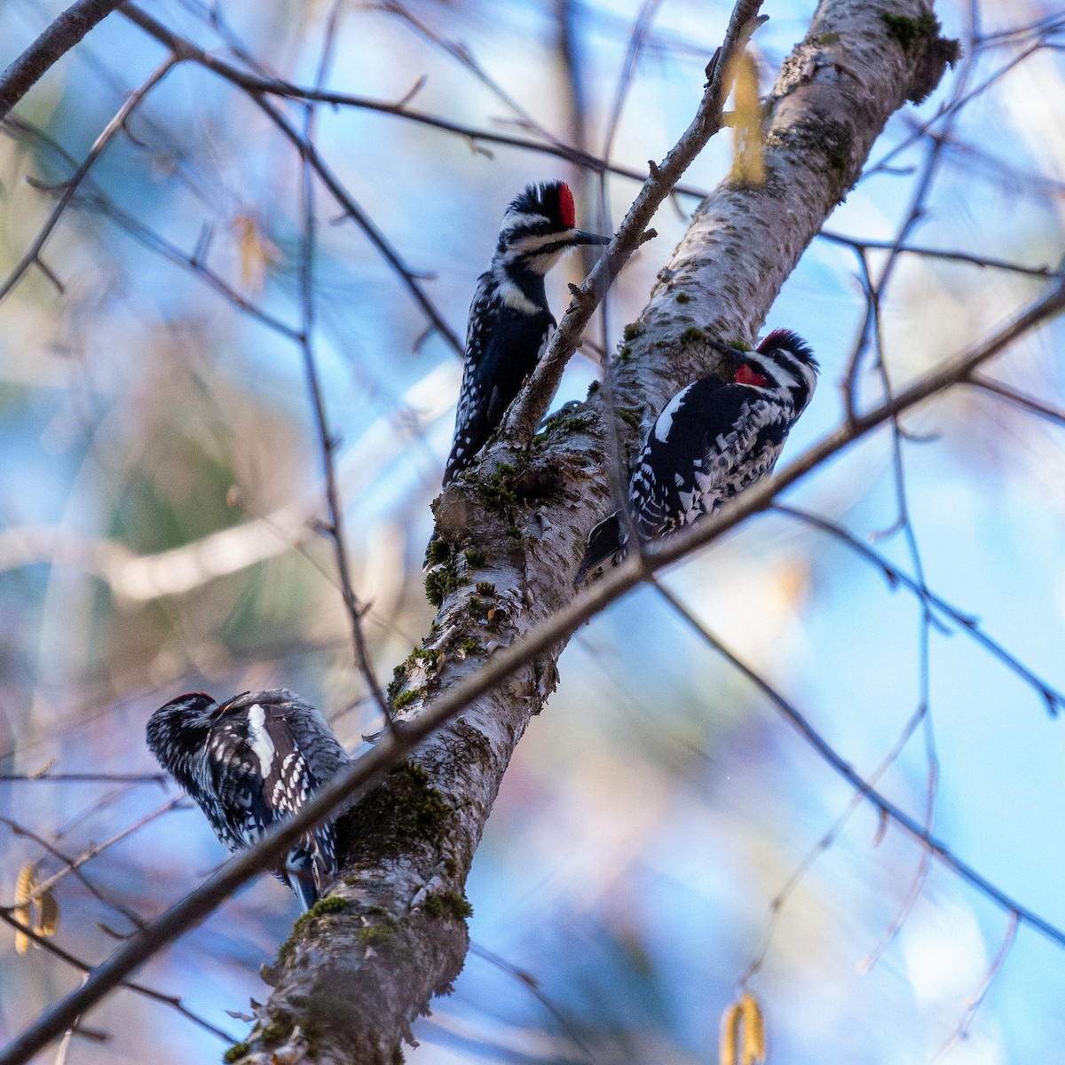 Yellow-bellied Sapsucker - ML329273811