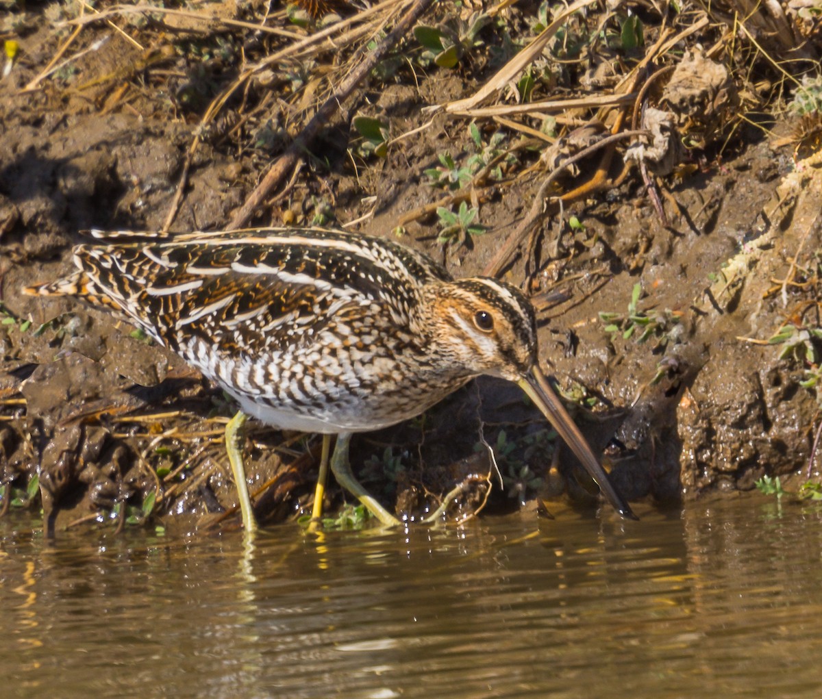 Wilson's Snipe - ML329273871
