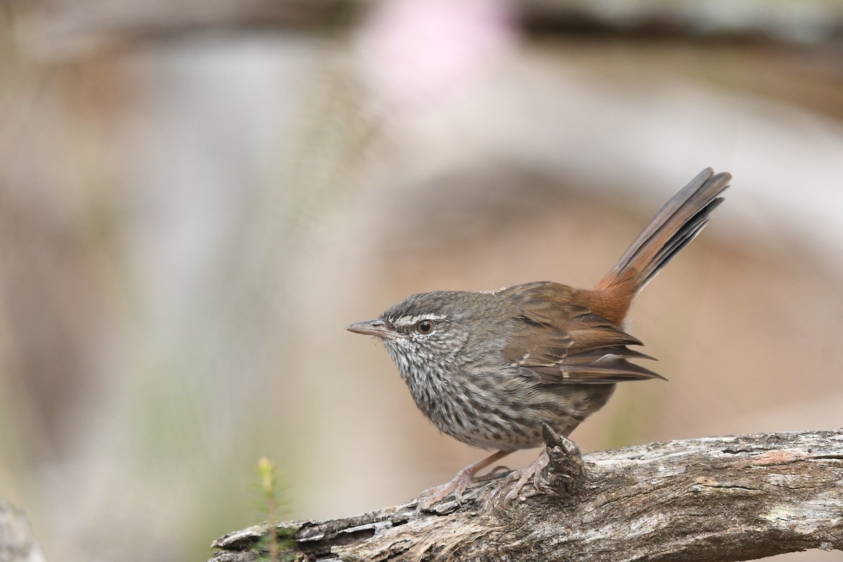 Chestnut-rumped Heathwren - ML329276401