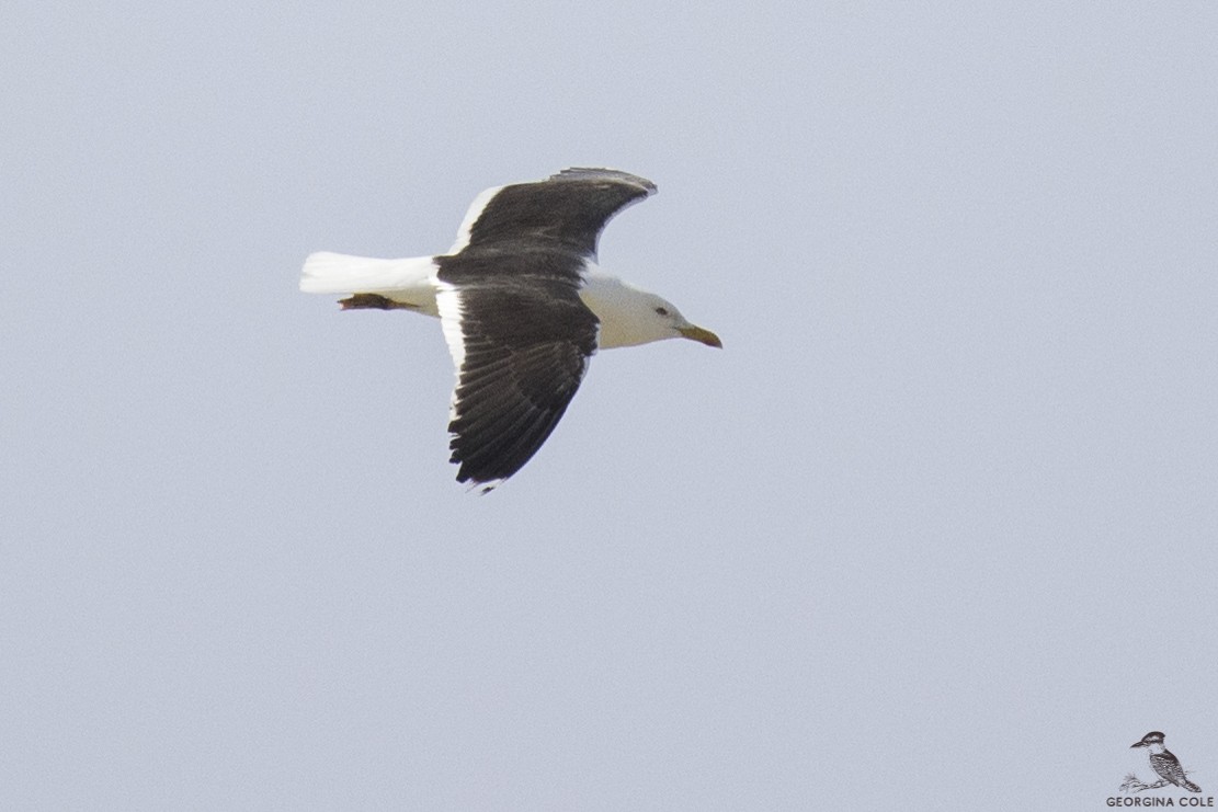 Lesser Black-backed Gull - Georgina Cole