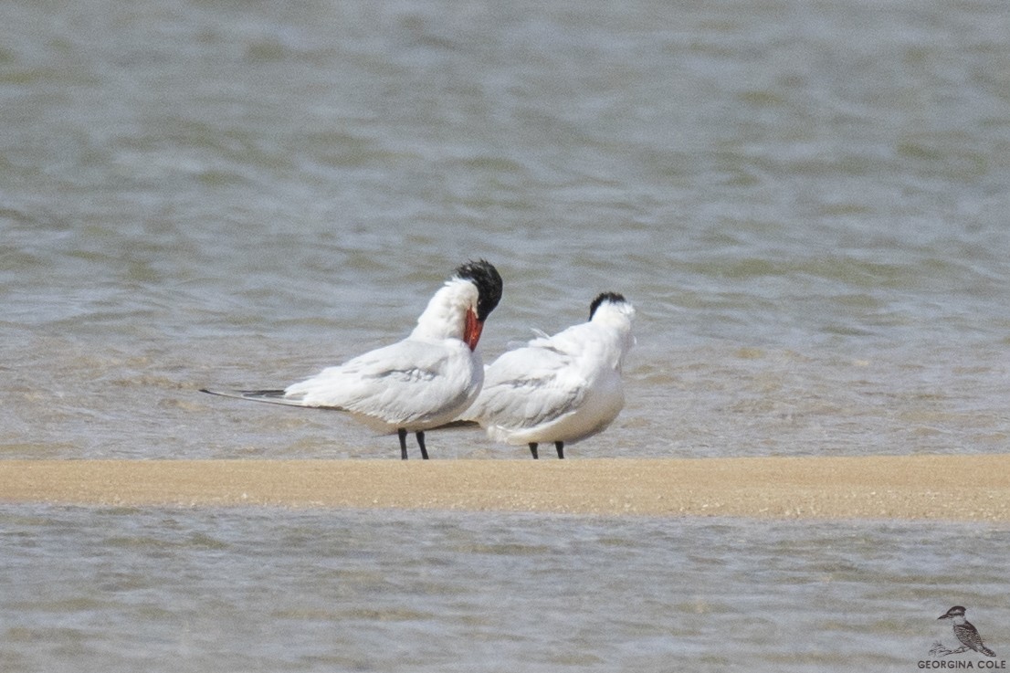 Caspian Tern - Georgina Cole