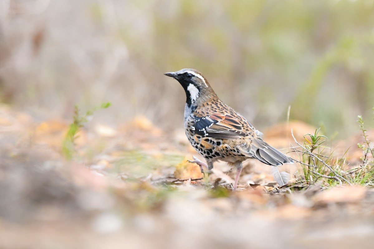 Spotted Quail-thrush - ML329276621