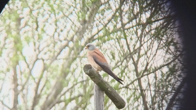 Lesser Kestrel - ML329277361