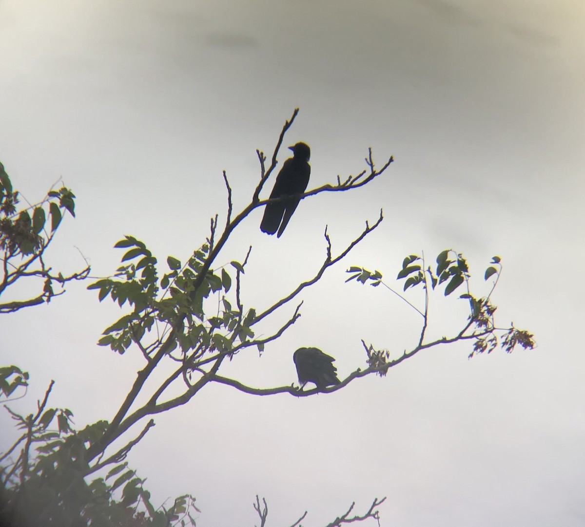 American Crow - ML329278251
