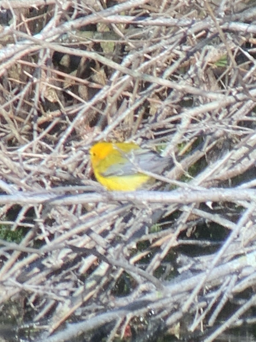 Prothonotary Warbler - Tina Green