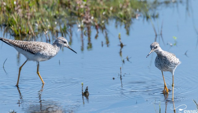 Lesser Yellowlegs - ML329282431