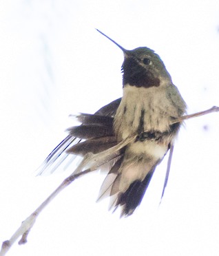 Broad-tailed Hummingbird - Andy Lazere