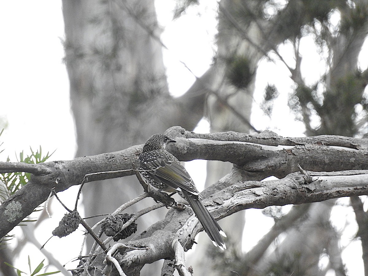 Little Wattlebird - George Vaughan