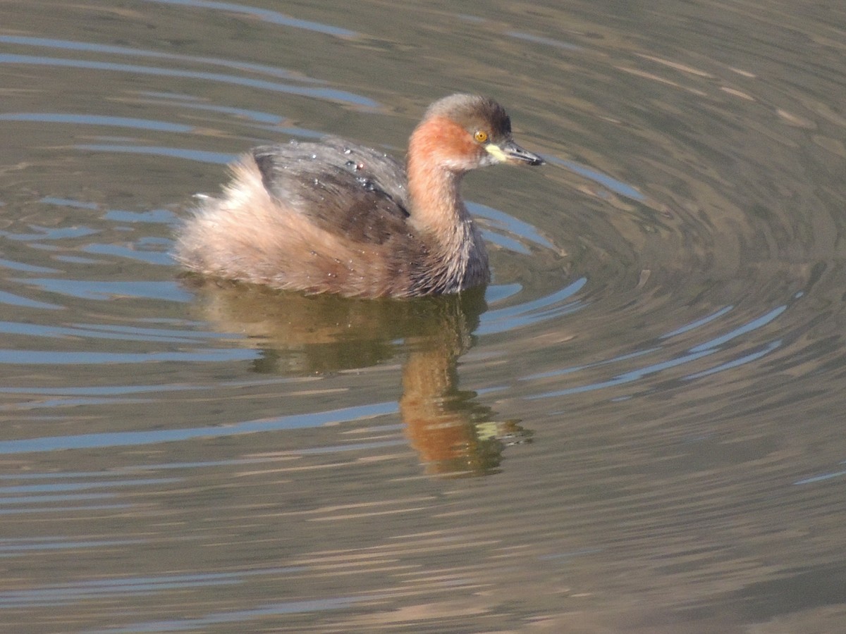 Little Grebe - ML329284051