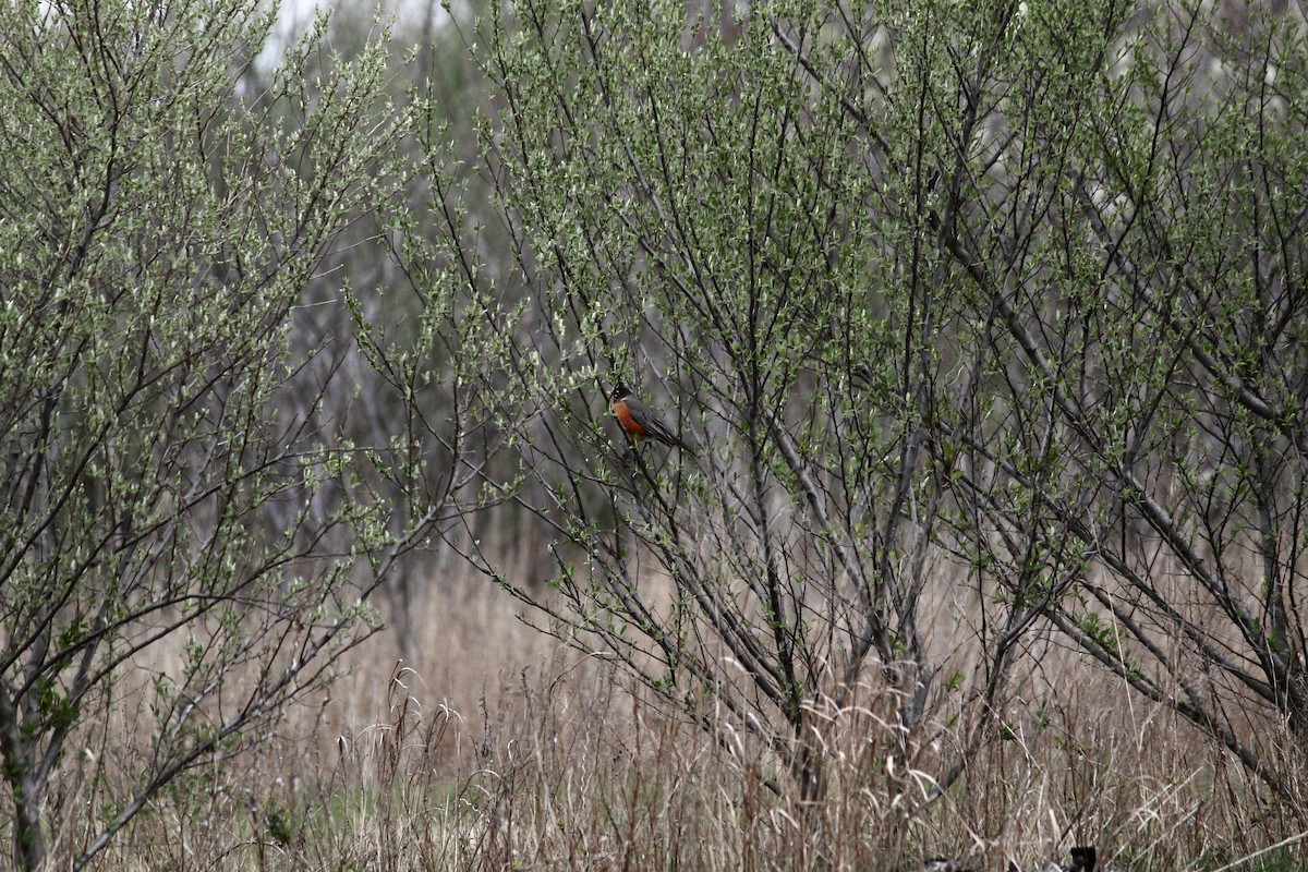 American Robin - ML329284621