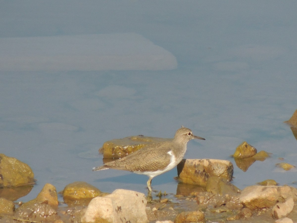 Common Sandpiper - ML329284661