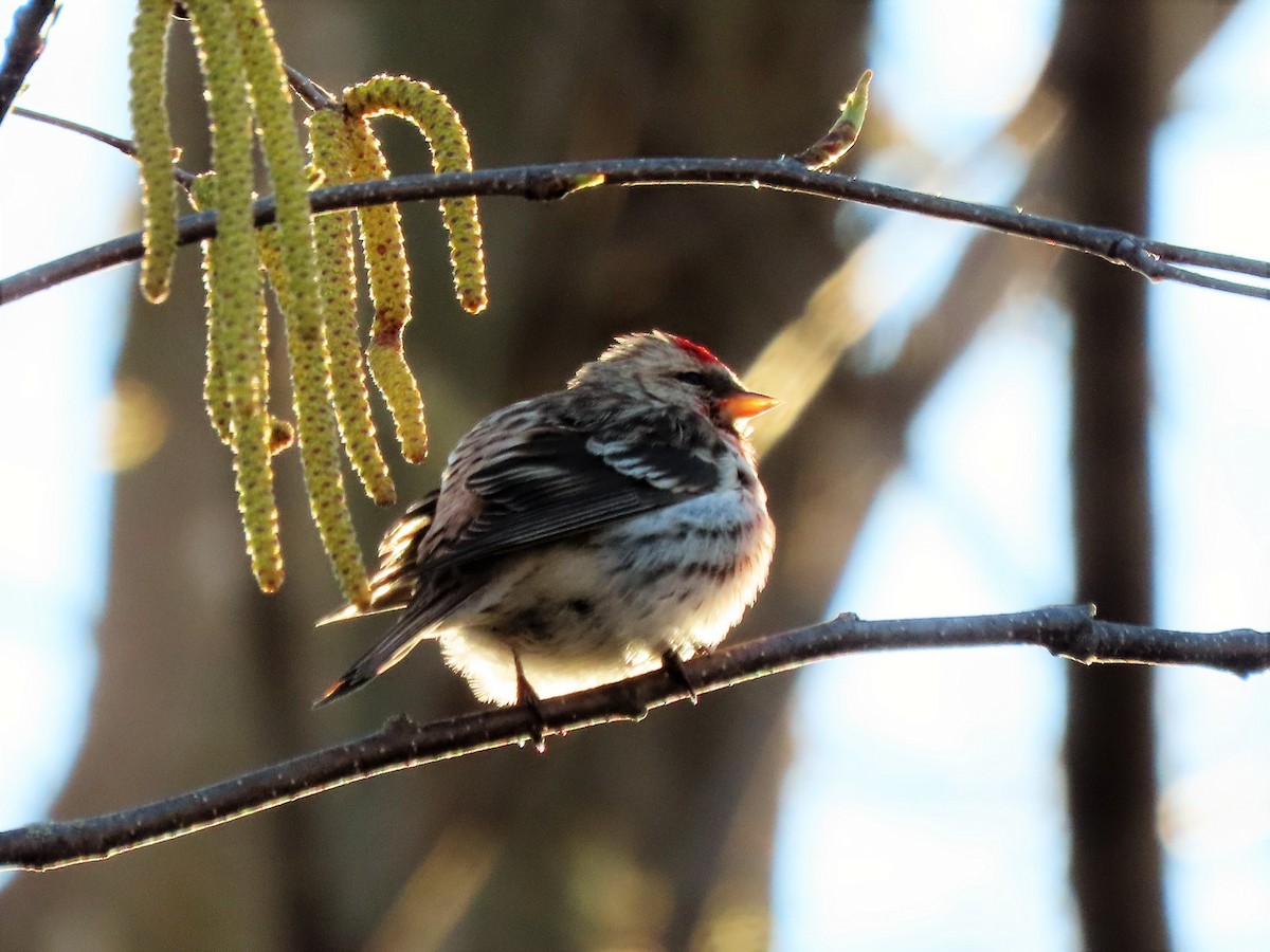 Common Redpoll - ML329284781