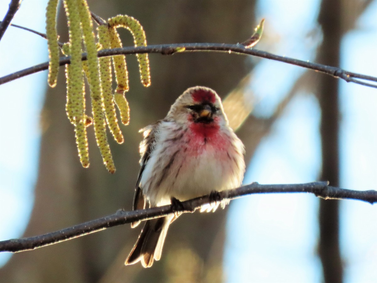Redpoll (Common) - ML329284791