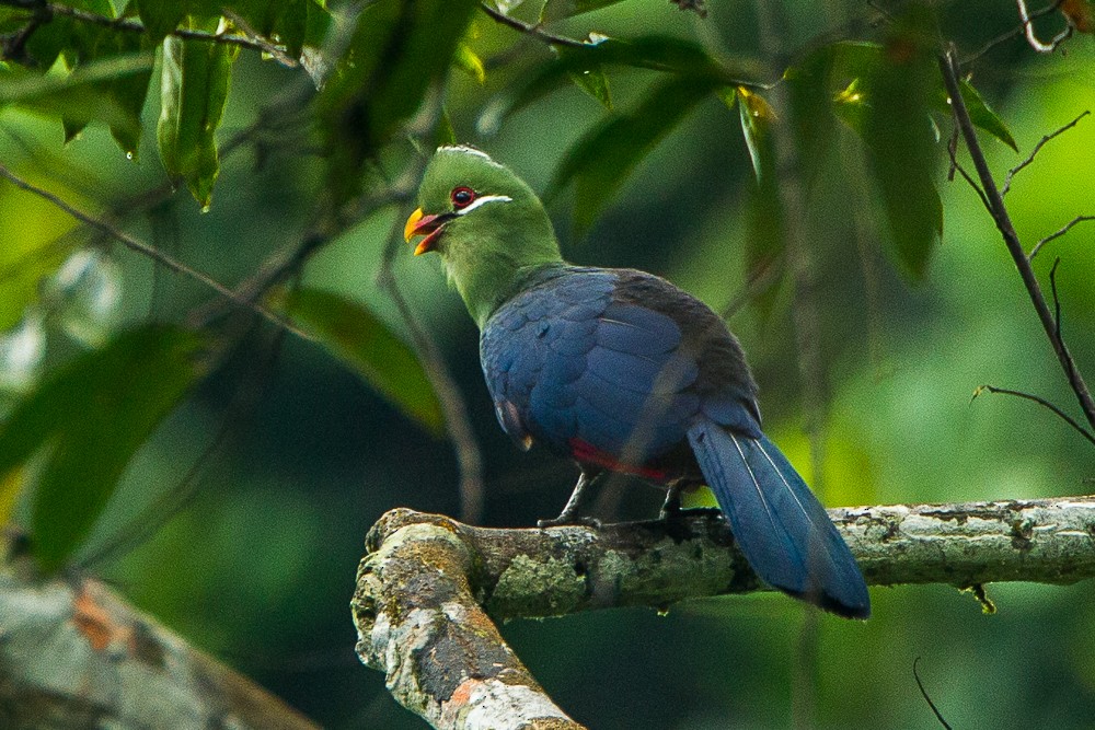Yellow-billed Turaco - Francesco Veronesi