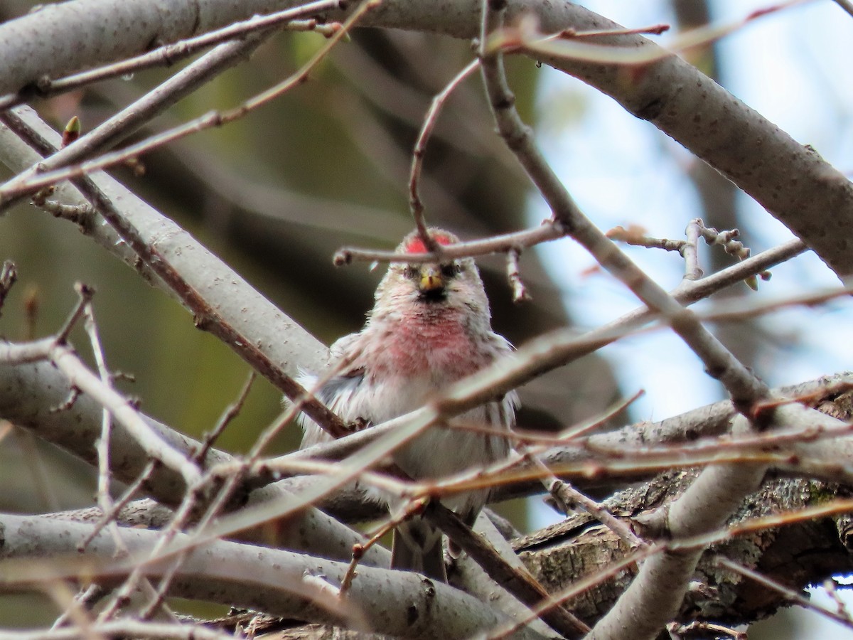 Redpoll (Common) - ML329285371