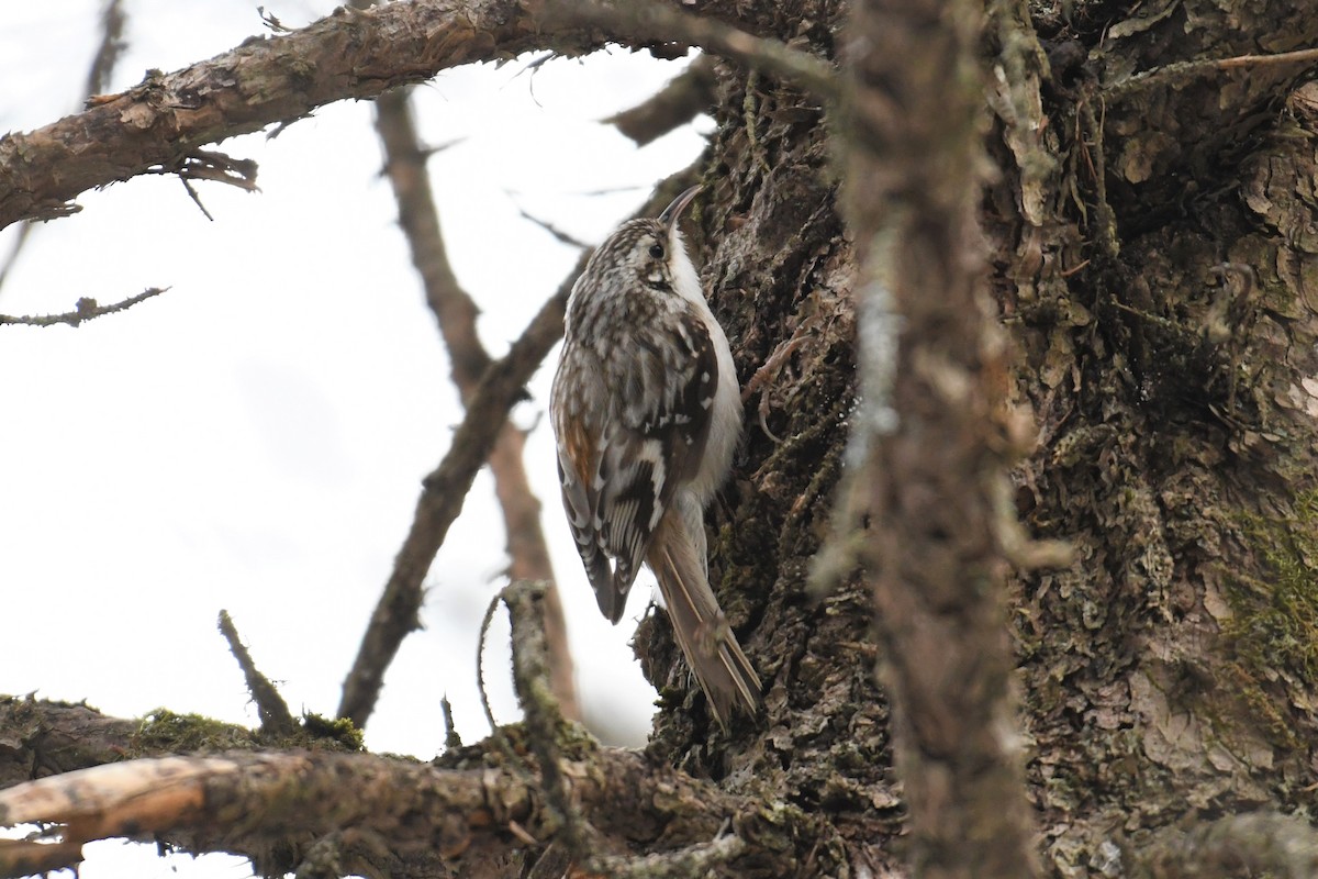 Brown Creeper - Bobby Nadeau